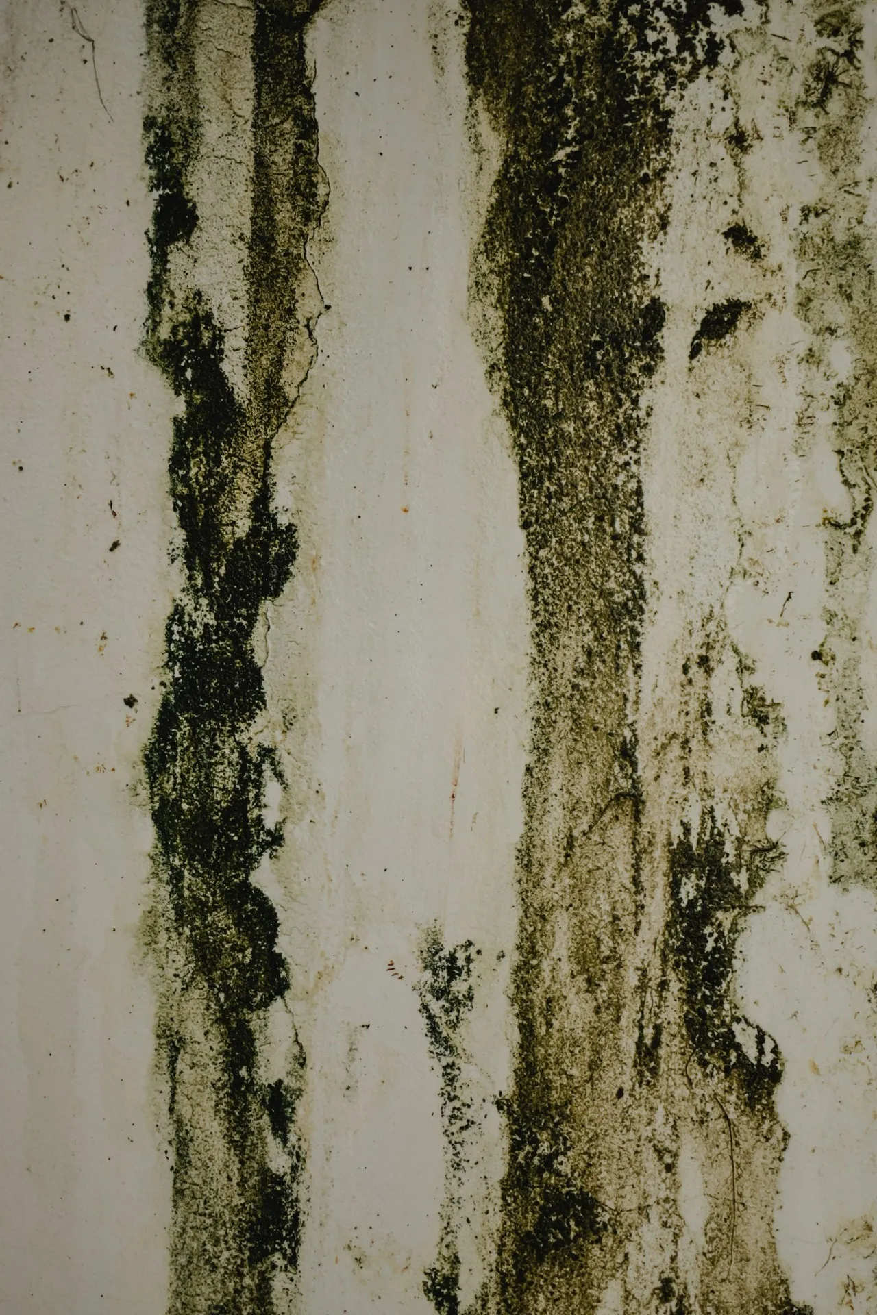 Black mold identification and professional removal in Jacksonville