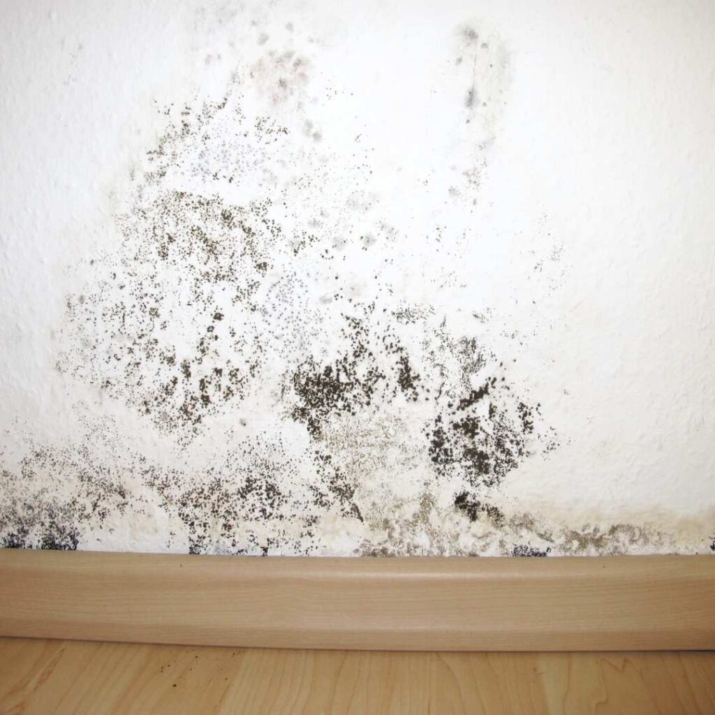 Mold on a wall: signs of mold in home in Jacksonville.