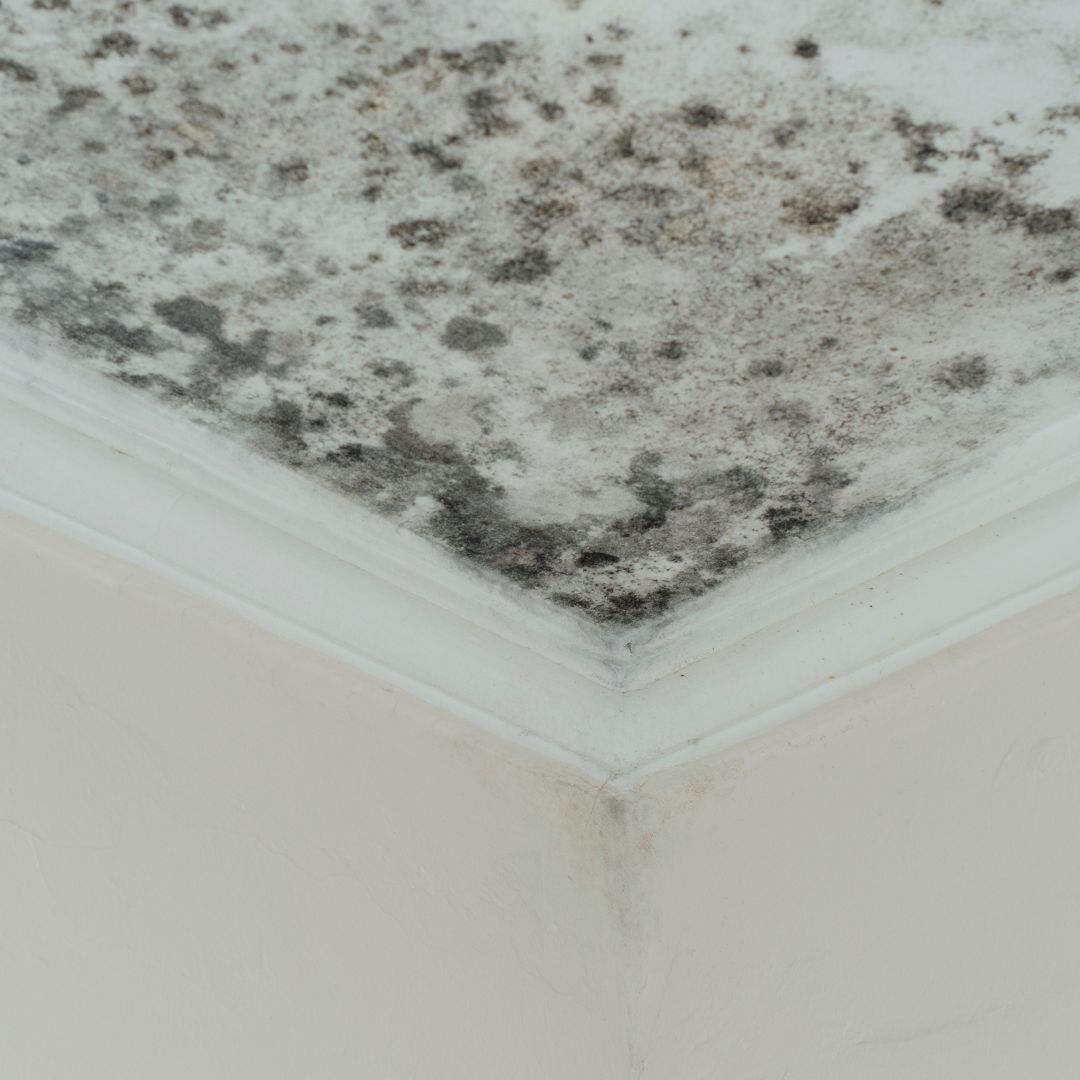 A home with mold on the ceiling.
